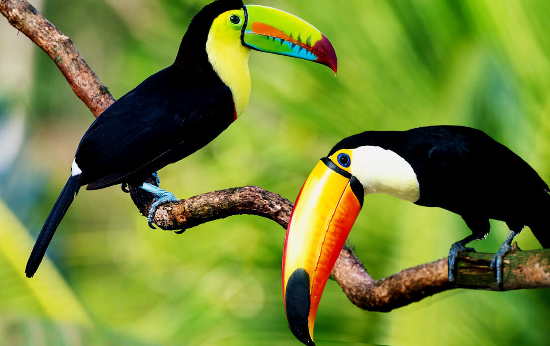Toucans release heat via their large beaks Pets & Animals Forum