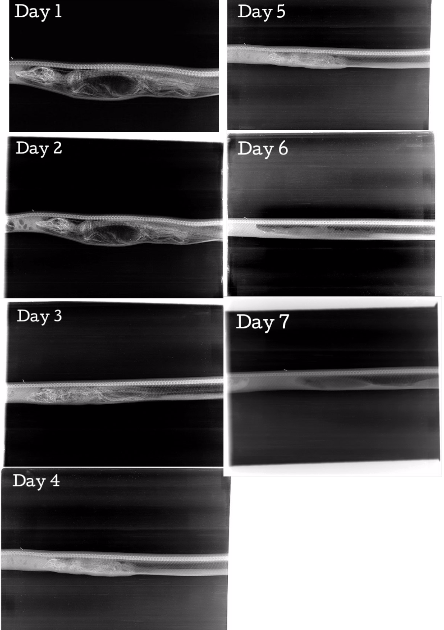 7-Day X-Ray Digestion of an alligator inside a Python - Pets & Animals ...